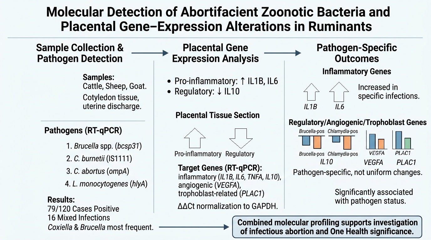 Graphical Abstract