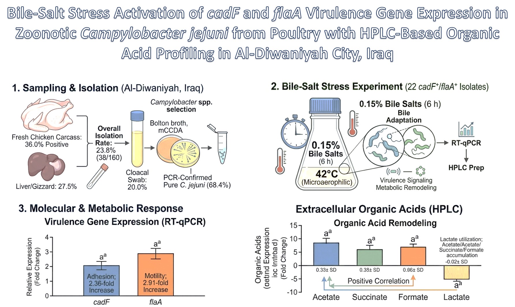 Graphical Abstract
